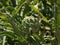 Artichoke flower on plant