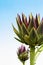 Artichoke flowers against blue cloudless summer sky