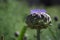 Artichoke fruit in flowering time. Cynara cardunculus