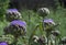 Artichoke fruit in flowering time. Cynara cardunculus