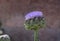 Artichoke fruit in flowering time. Cynara cardunculus