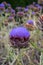 An artichoke in full bloom in a garden