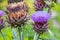 Artichoke in full blow in summer with long pink petals as macro close-up of blossom and garden vegetable infront of a natural blur