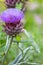 Artichoke in full blow in summer with long pink petals as macro close-up of blossom and garden vegetable infront of a natural blur