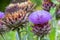 Artichoke in full blow in summer with long pink petals as macro close-up of blossom and garden vegetable infront of a natural blur