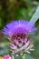 Artichoke in full blow in summer with long pink petals as macro close-up of blossom and garden vegetable infront of a natural blur