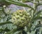 Artichoke growing in a garden