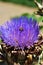 Artichoke head with flower in bloom with a bee