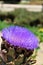 Artichoke head with flower in bloom with a bee