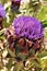 Artichoke head with flower in bloom in the desert, Arizona, United States