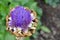Artichoke head with lilac flowers