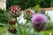 Artichoke heads blossom in monastic garden