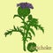 Artichoke. Illustration of a plant in a vector with flower for u