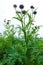 Artichoke plant in field, France