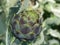 Artichoke plant and flower closeup