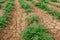 Artichoke plantation with cracked ground