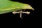 Artichoke plume moth, Platyptilla carduidactyla, Bandhavgarh, Madhya Pradesh
