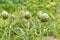 Artichoke with purplish flower growing in the field