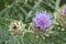 Artichoke thistle