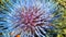 Artichoke Thistle, Cynara Cardunculus Blossoming in Bright Sunlight.