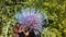 Artichoke Thistle, Cynara Cardunculus Blossoming in Bright Sunlight.