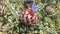 Artichoke Thistle, Cynara Cardunculus Blossoming in Bright Sunlight.