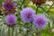 Artichoke Thistle Flowers