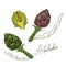 Artichoke is an unusual green vegetable