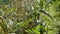 Artichoke vegetable in branch in a agricultural plantation ready for harvesting