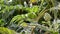 Artichoke vegetable in branch in a agricultural plantation ready for harvesting