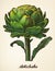 Artichoke vintage illustration vector