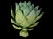 artichoke watercolor illustration isolated no background