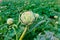 Artichokes field in Murcia Ameria region Spain