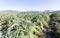 An artichokes field during winter