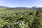 An artichokes field during winter