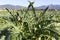 An artichokes field during winter