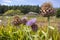 Artichokes Gone To Seed