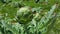 Artichokes growing in a garden