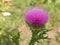 Artichokes growing at the organic farm. Blooming artichokes in natural environment