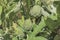 Artichokes growing on vegetables garden.Bio organic field