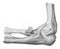 Articulation of the elbow - skeleton