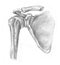 Articulation of the shoulder blade and humerus - s