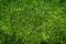 Artifact sport grass for indoor sport closed up