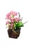 Artificail orchid in flower pot