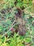 An artificial ant statue made from coconut, decorated on trees