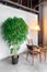 Artificial bamboo tree like real as modern evergreen ecological decoration for interiors