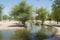 Artificial beautiful lough at oasis in the desert surrounded by trees and bushes