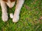 Artificial Bone between The Legs of Siberrian Husky Dog