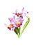 Artificial bouquet orchid flower isolated