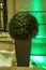 Artificial boxwood ball-shaped topiary tree in pot with outdoors in winter evening
